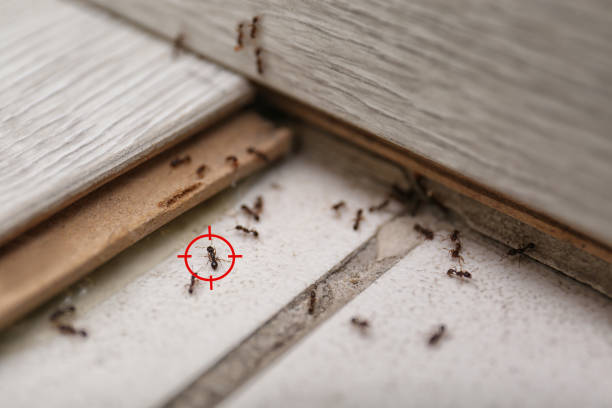 Best Rat Extermination Near Me  in Ridgefield Park, NJ