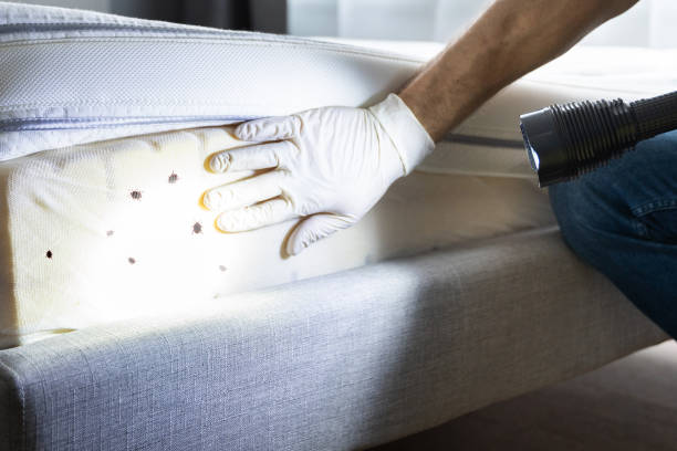 Best Ant Control Services  in Ridgefield Park, NJ