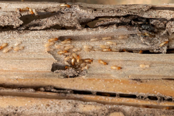  Ridgefield Park, NJ Pest Control Pros