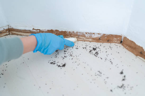 Best Best Pest Control Companies  in Ridgefield Park, NJ